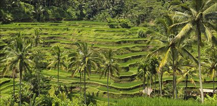 Rice Terraces - Bali T (PBH4 00 16572)